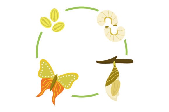 Life Cycle - Frog Chart for Crafts and School Amp
